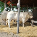 WCC2008